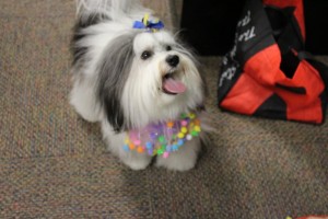 Wearing his birthday collar! 