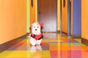 Trotting down the SunDANCE runway in his devil costume!