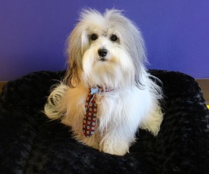 Tucker is ready for business! 