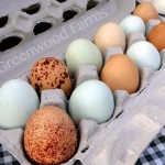 Tulsa Cherry Street Farmers Market