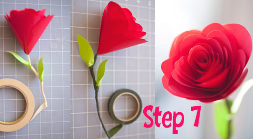 Roses7