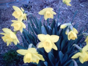 First Day of Spring