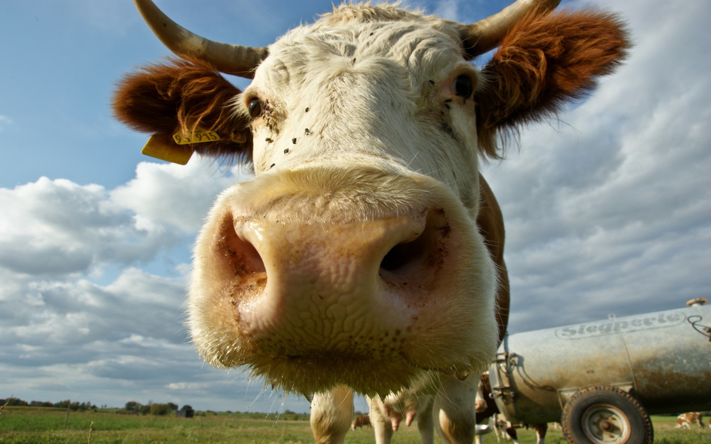 Cow