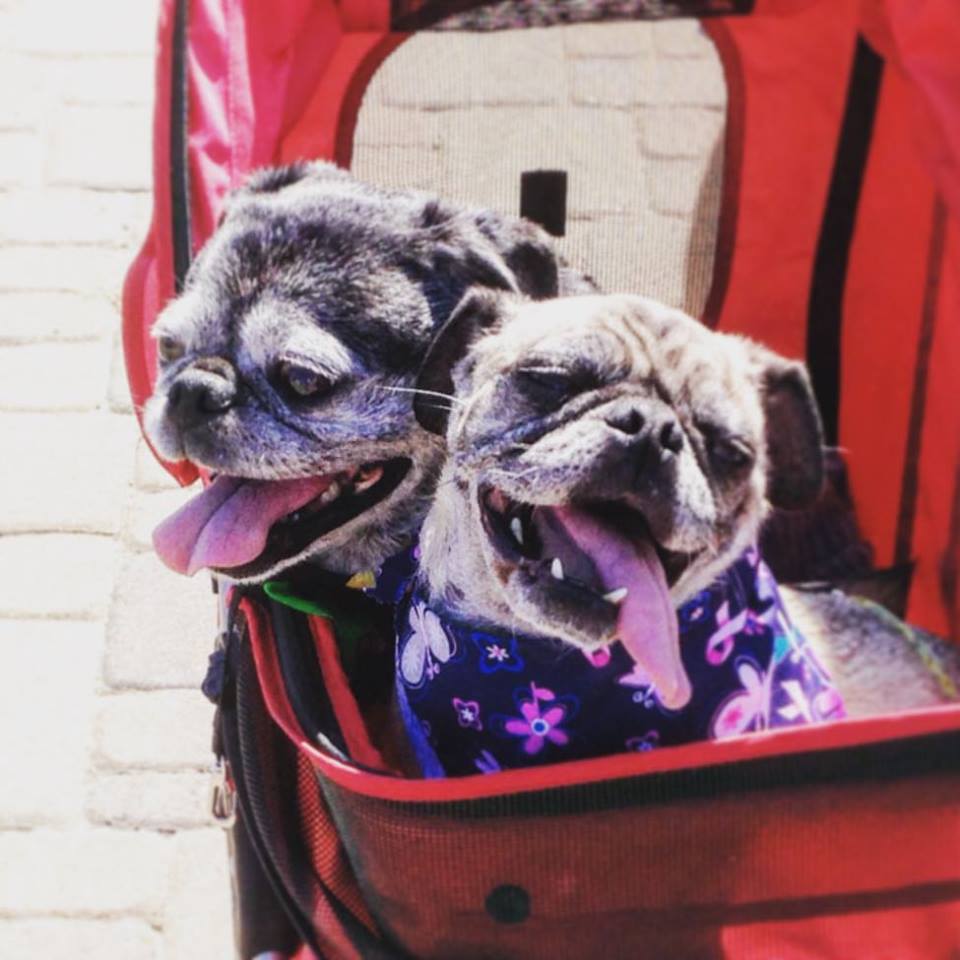 Pet-themed promotional products Pet-themed promotional products
